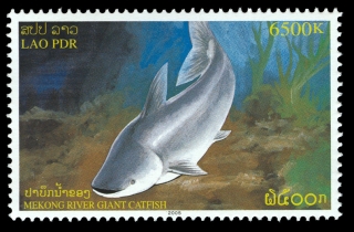 Pangasianodon gigas Pangasianodon gigas