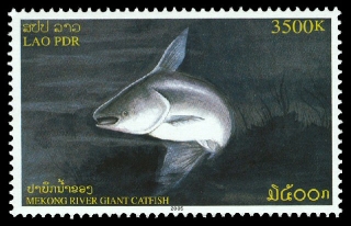 Pangasianodon gigas Pangasianodon gigas