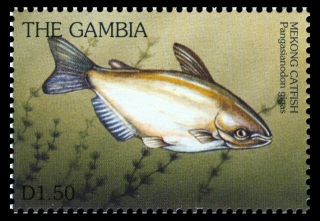 Pangasianodon gigas Pangasianodon gigas