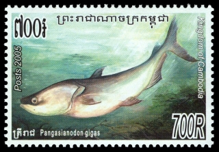 Pangasianodon gigas Pangasianodon gigas