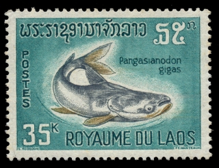 Pangasianodon gigas Pangasianodon gigas