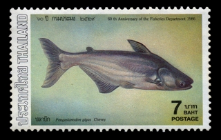 Pangasianodon gigas Pangasianodon gigas