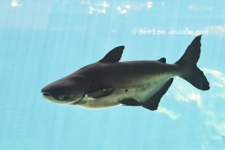 Pangasianodon gigas Pangasianodon gigas