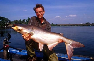 Pangasianodon gigas Pangasianodon gigas