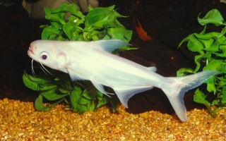 Pangasianodon gigas Pangasianodon gigas