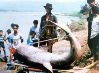 Pangasianodon gigas Pangasianodon gigas