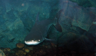 Pangasius sanitwongsei