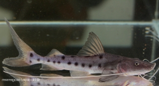 Brachyplatystoma filamentosum