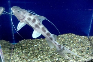 Brachyplatystoma filamentosum