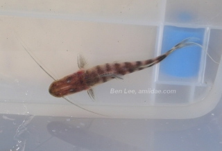 Brachyplatystoma tigrinum