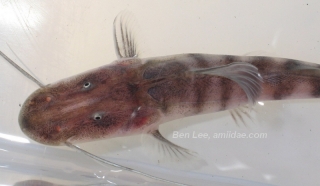 Brachyplatystoma tigrinum