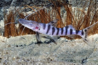 Brachyplatystoma tigrinum