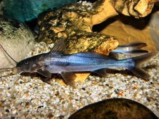 Exallodontus aguanai