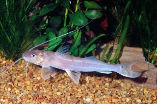 Megalonema platycephalum