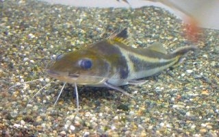 Pimelodus ornatus
