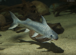 Platynematichthys notatus
