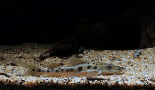 Platysilurus mucosus