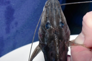 Platysilurus mucosus