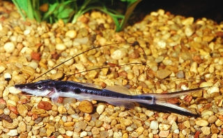 Platysilurus mucosus