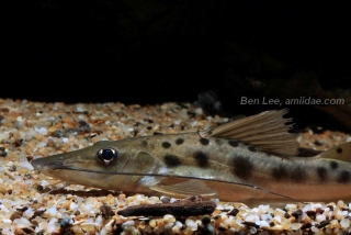 Platysilurus mucosus