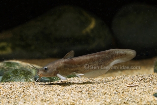 Neosilurus novaeguineae