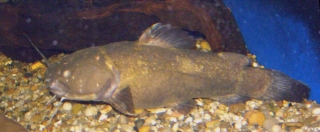 Batrochoglanis cf. villosus