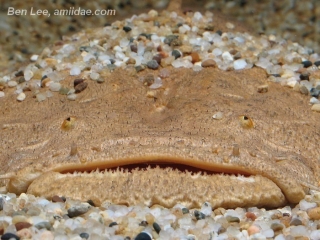 Lophiosilurus alexandri Lophiosilurus alexandri