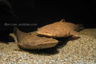 Lophiosilurus alexandri Lophiosilurus alexandri