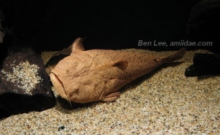 Lophiosilurus alexandri Lophiosilurus alexandri