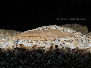 Lophiosilurus alexandri Lophiosilurus alexandri