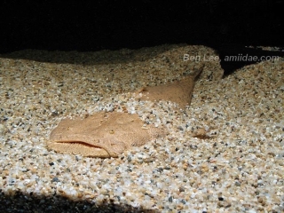 Lophiosilurus alexandri Lophiosilurus alexandri