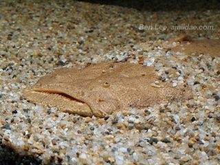 Lophiosilurus alexandri Lophiosilurus alexandri