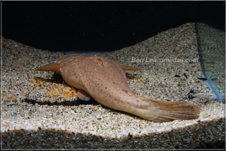 Lophiosilurus alexandri Lophiosilurus alexandri