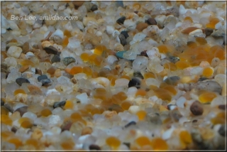 Lophiosilurus alexandri Lophiosilurus alexandri