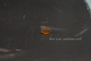 Lophiosilurus alexandri Lophiosilurus alexandri