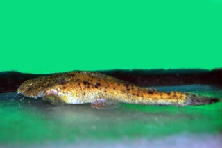 Lophiosilurus alexandri Lophiosilurus alexandri