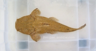 Lophiosilurus alexandri Lophiosilurus alexandri