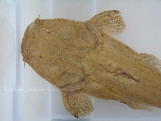 Lophiosilurus alexandri Lophiosilurus alexandri