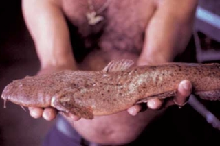 Lophiosilurus alexandri Lophiosilurus alexandri