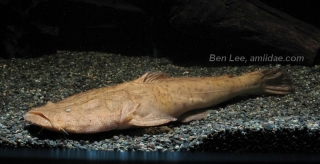 Lophiosilurus alexandri Lophiosilurus alexandri