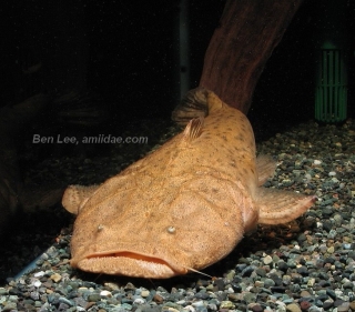 Lophiosilurus alexandri Lophiosilurus alexandri