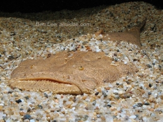 Lophiosilurus alexandri Lophiosilurus alexandri