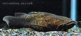 Lophiosilurus apurensis