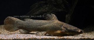 Lophiosilurus fowleri