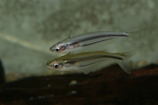 Pareutropius mandevillei