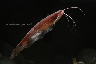 Silurichthys indragiriensis