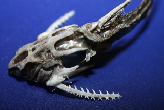 Erethistes pusillus Erethistes pusillus