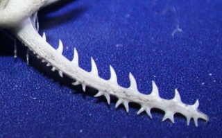 Erethistes pusillus Erethistes pusillus