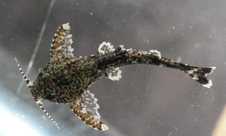 Erethistes pusillus Erethistes pusillus