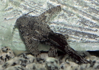 Erethistes pusillus Erethistes pusillus